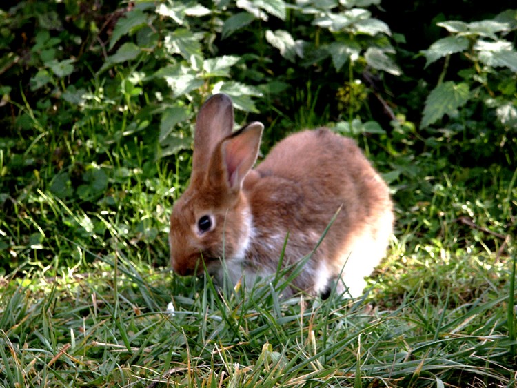 http://i17.servimg.com/u/f17/09/00/38/68/lapin_10.jpg