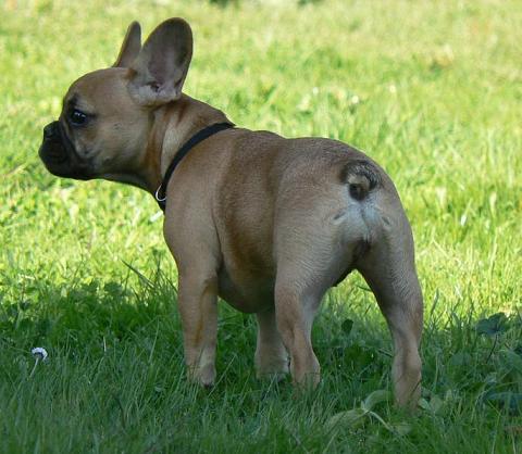 site de rencontre bouledogue francais