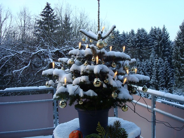 mein weihnachtsbaum mein weihnachtsbaum