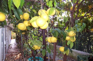 citrus10.jpg