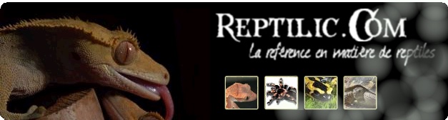 reptil11.jpg