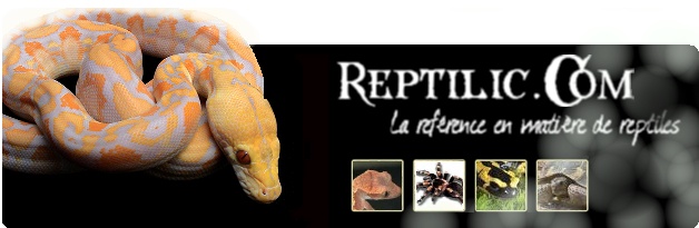 reptil12.jpg