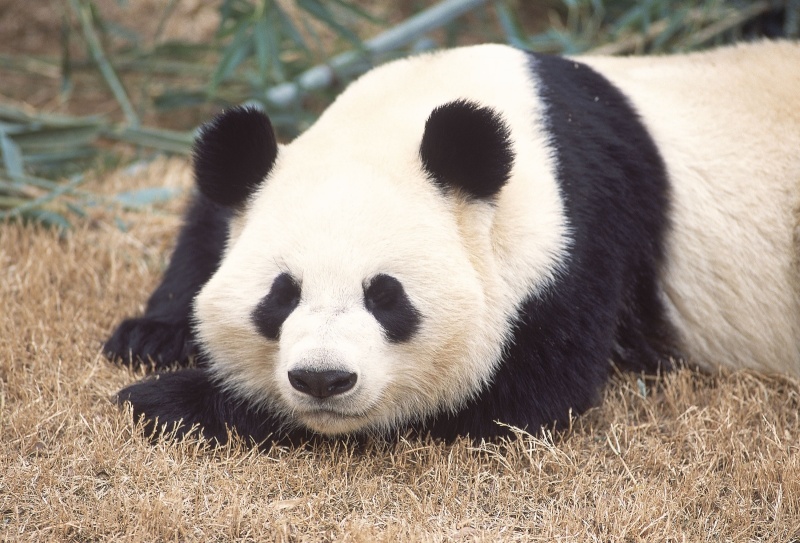 panda10.jpg