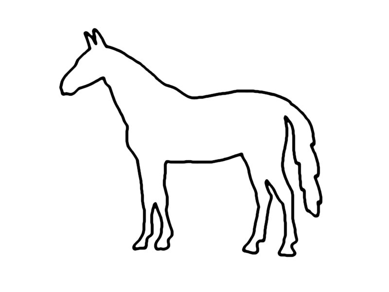 pferd11.jpg