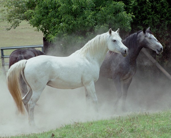horses13.jpg