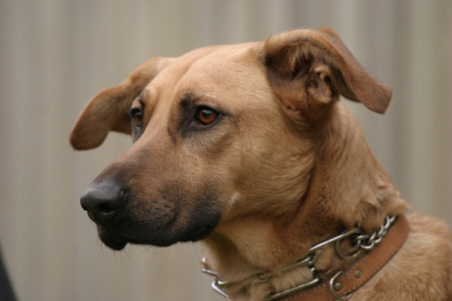 Malinois X labrador